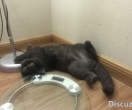 宁德有木有的年幼的橘猫