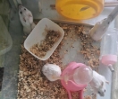 在宁德蕉城仓鼠