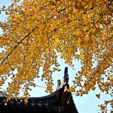 2025年初冬，岁月沉香。