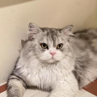 这是一条有偿寻找猫咪的帖子