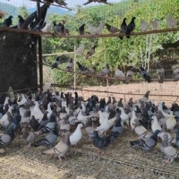 出售鸽粪鸽子肥