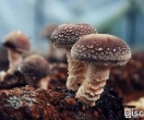 中国•宁德古田食用菌之都