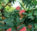 福建｜古田南岭水蜜桃
