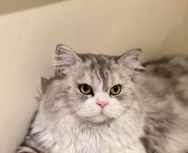 这是一条有偿寻找猫咪的帖子