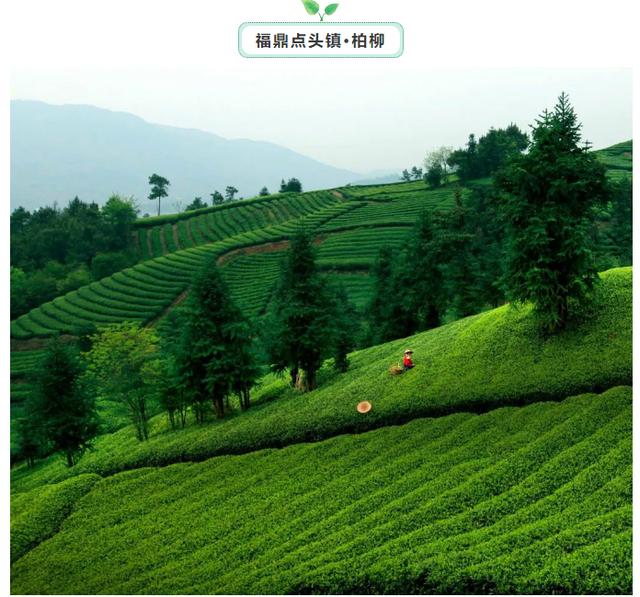 宁德这几处茶旅休闲理想地，你最喜欢哪一方的山水?-11.jpg