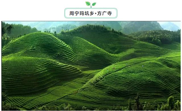 宁德这几处茶旅休闲理想地，你最喜欢哪一方的山水?-14.jpg