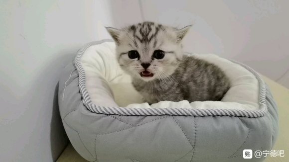 1.10号生的英短小猫咪。1.2是同一只银渐层是妹妹。另外3-3.jpg