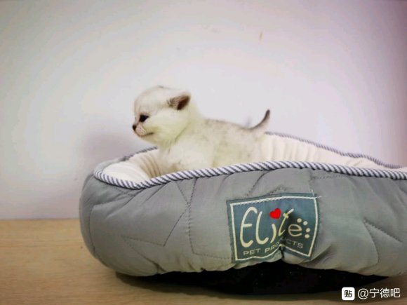 1.10号生的英短小猫咪。1.2是同一只银渐层是妹妹。另外3-1.jpg