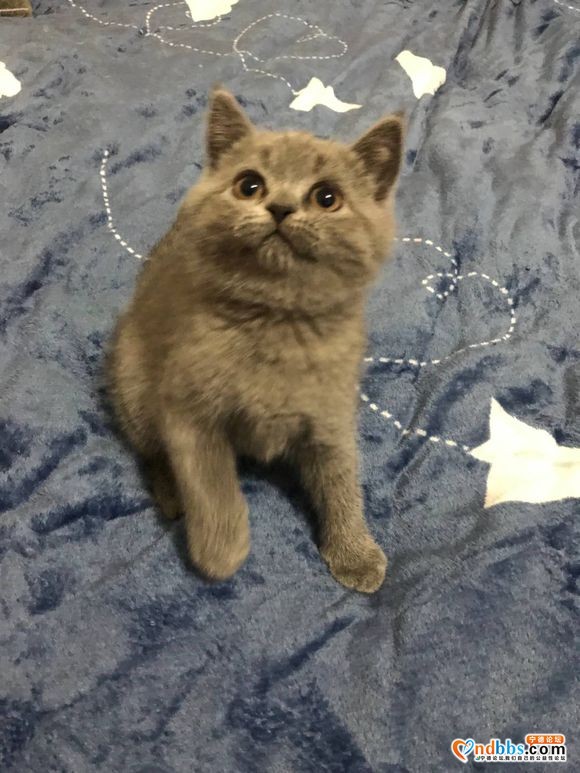 家养蓝猫会自己上厕所歌吃饭2月大，出四只-4.jpg