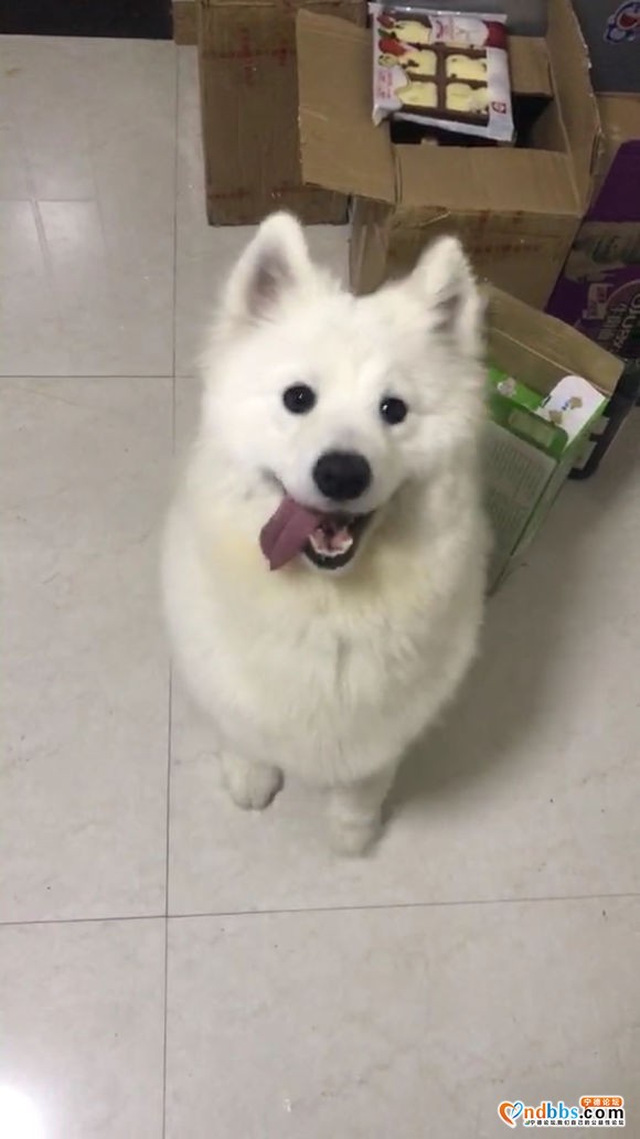 狗狗领养有人要吗-1.jpg