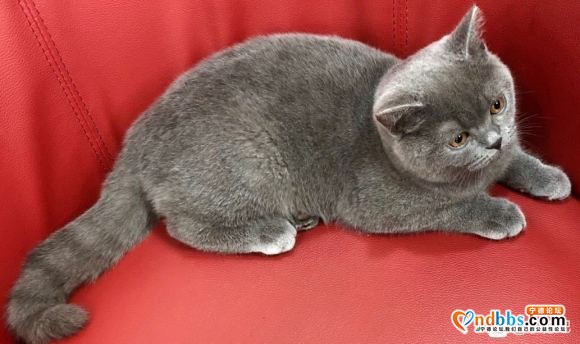 有没有爱猫的人士，有偿领养一只蓝猫，本人因工作原因实在无法继-2.jpg
