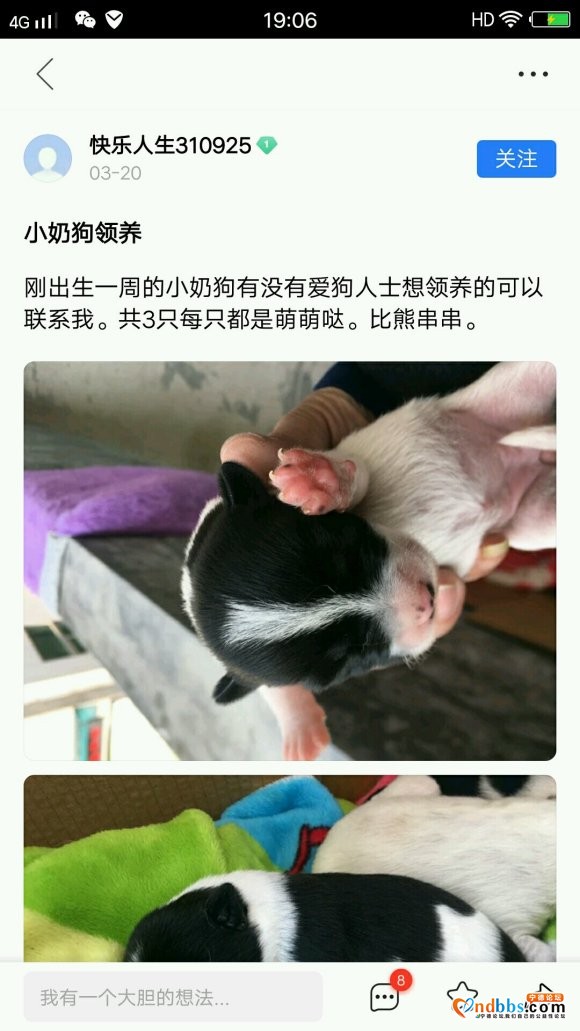 宁德哪里可以领养狗狗，最好刚出生的-1.jpg