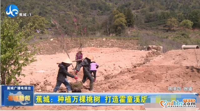 蕉城种植万棵桃树，打造霍童溪版“桃花源”-3.jpg