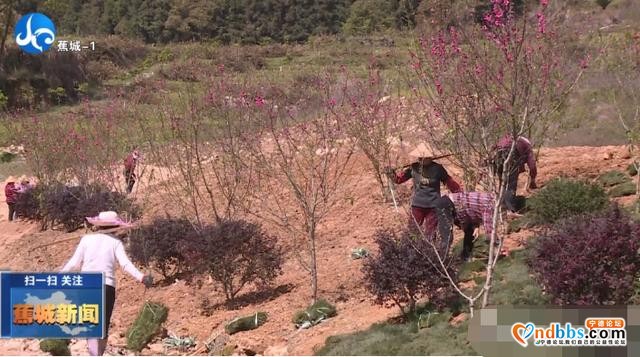 蕉城种植万棵桃树，打造霍童溪版“桃花源”-8.jpg
