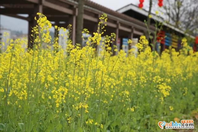菜花黄、桃花香，三月洋中不负春光-8.jpg