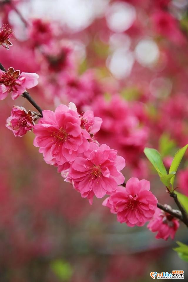 菜花黄、桃花香，三月洋中不负春光-19.jpg