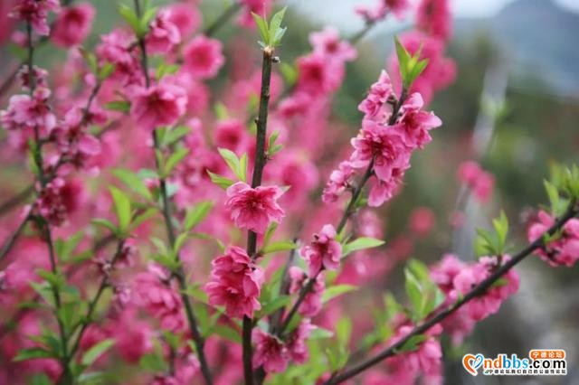 菜花黄、桃花香，三月洋中不负春光-20.jpg