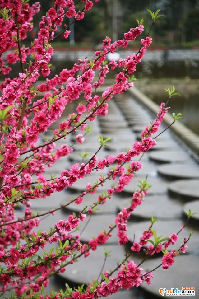 菜花黄、桃花香，三月洋中不负春光-24.jpg