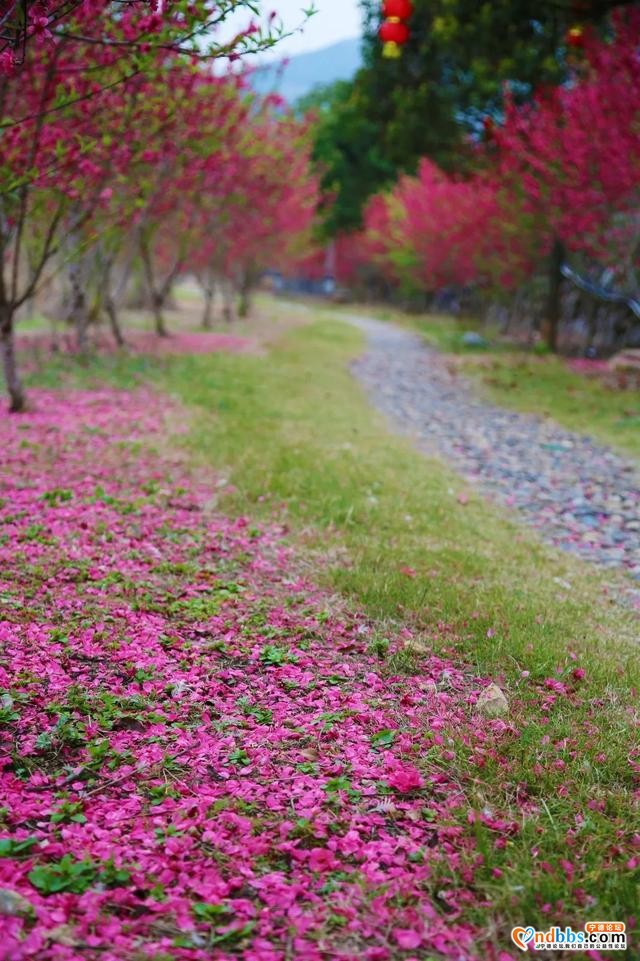 菜花黄、桃花香，三月洋中不负春光-25.jpg
