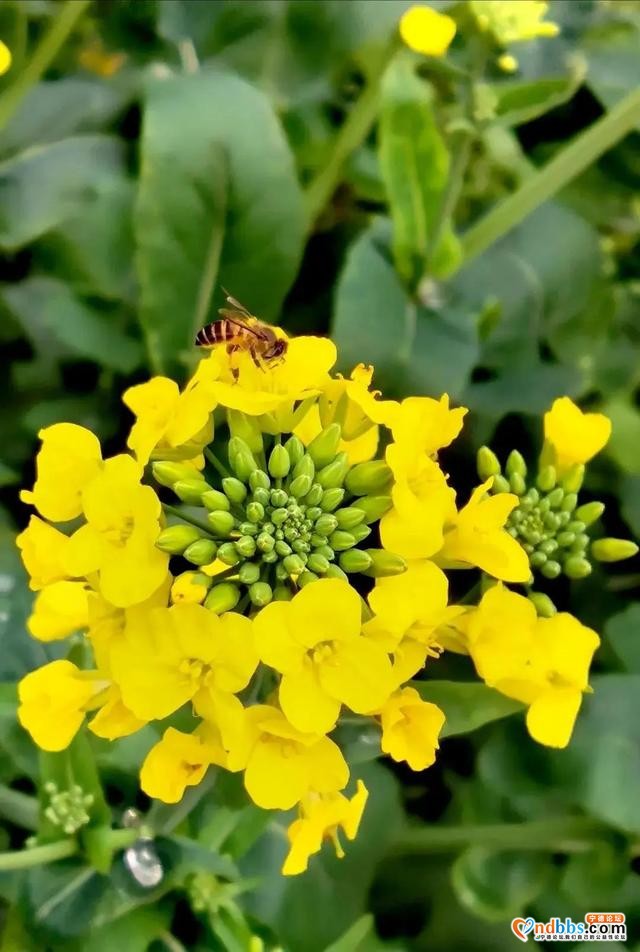 花都开好了！想去赏花？别急，我们为你把宁德的三月芳菲捧来了-19.jpg
