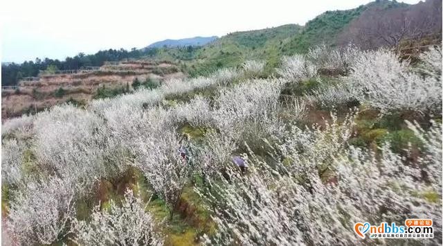 花都开好了！想去赏花？别急，我们为你把宁德的三月芳菲捧来了-30.jpg