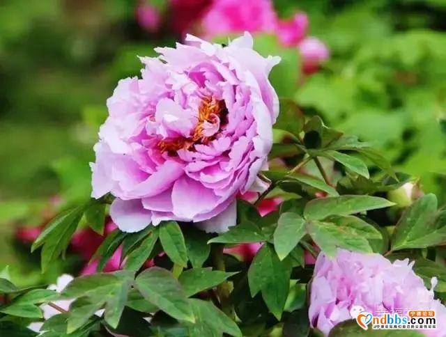 花都开好了！想去赏花？别急，我们为你把宁德的三月芳菲捧来了-32.jpg