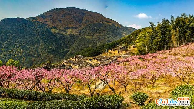 宁德福安漫山桃花醉游人-5.jpg