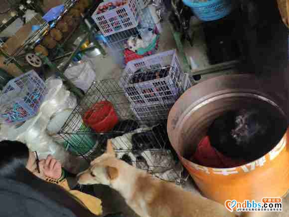 福鼎流浪狗救助站50多只狗狗断粮快要饿死了，希望有好心人可以-4.jpg
