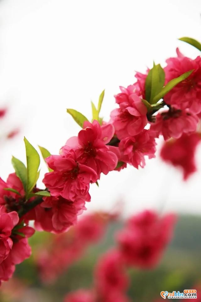 宁德之旅 | 三月的洋中古镇：一起去看桃花林与油菜花田-28.jpg