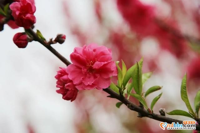 宁德之旅 | 三月的洋中古镇：一起去看桃花林与油菜花田-31.jpg