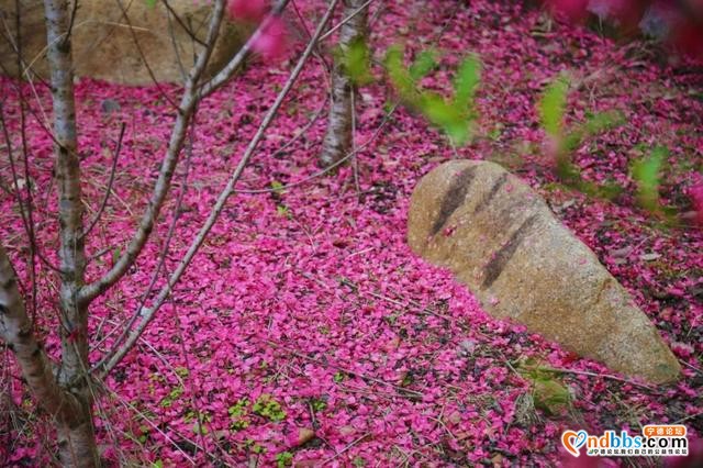 宁德之旅 | 三月的洋中古镇：一起去看桃花林与油菜花田-38.jpg