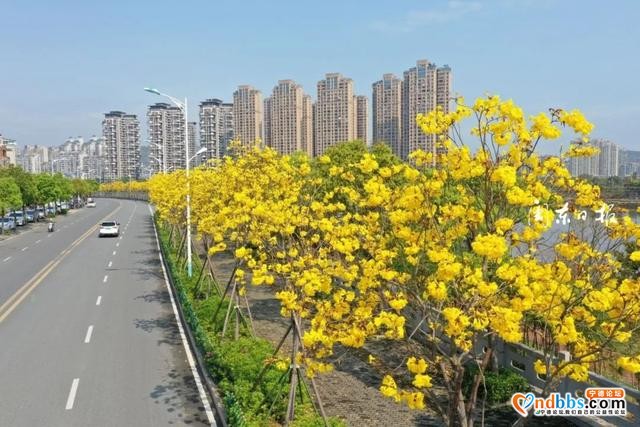漂亮！宁德市区塔山路成了“网红路”……-7.jpg