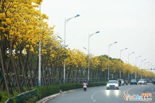 漂亮！宁德市区塔山路成了“网红路”……-5.jpg
