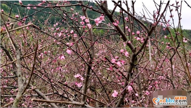 打造百亩桃花源，来年放眼尽桃花-1.jpg