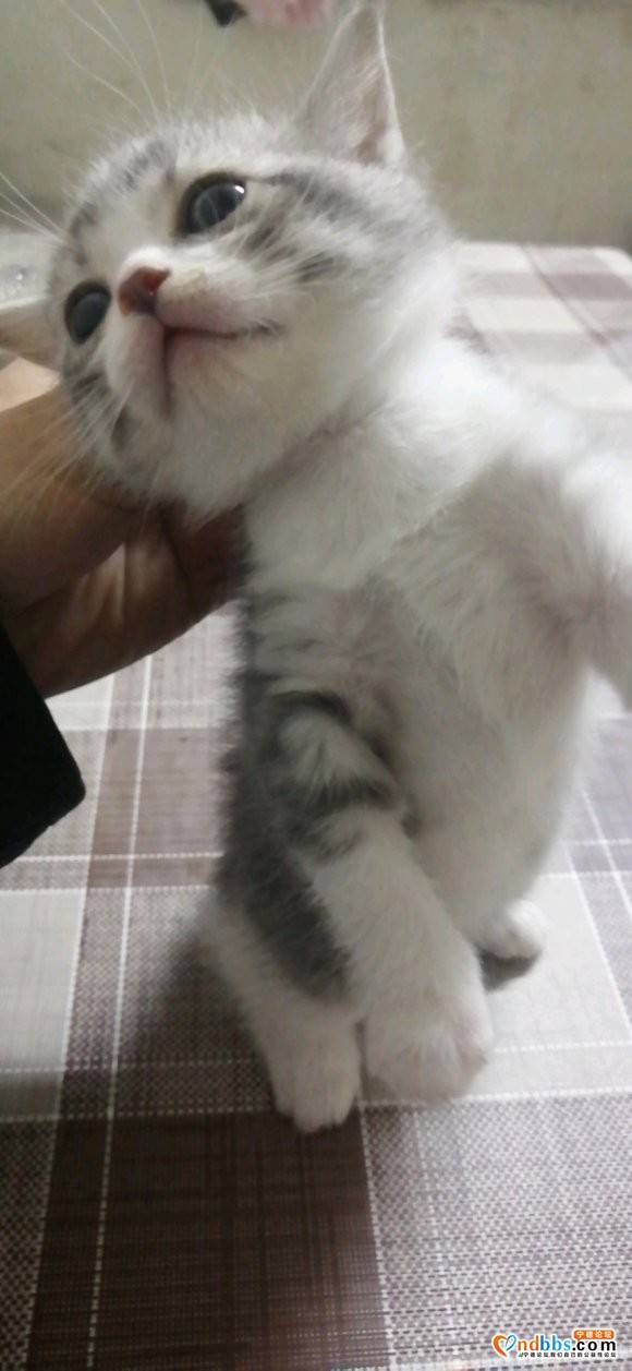 猫-4.jpg