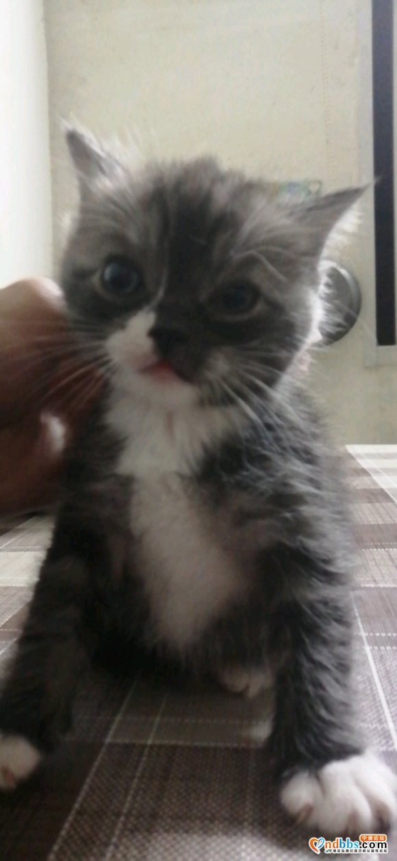 猫-6.jpg