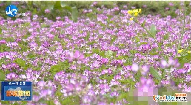 这个春天，一起到蕉城，有你不得不看的紫云英花海-2.jpg