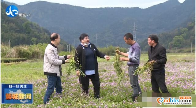 这个春天，一起到蕉城，有你不得不看的紫云英花海-6.jpg