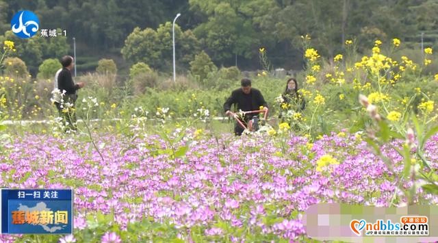 这个春天，一起到蕉城，有你不得不看的紫云英花海-10.jpg