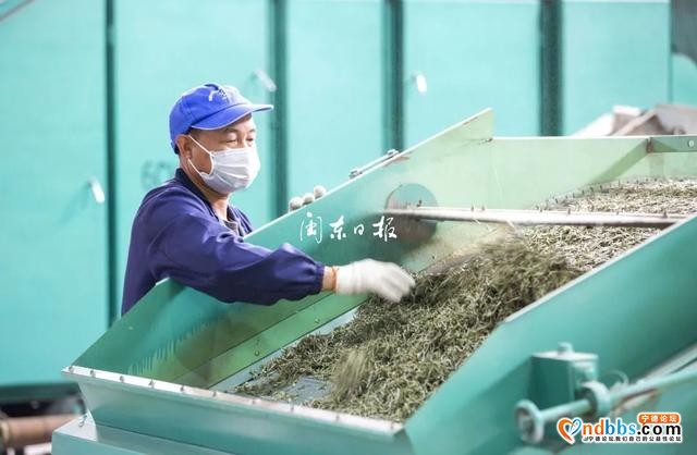 蕉城茶农、茶企做好疫情防控同时，抢抓农时采摘、生产春茶-1.jpg