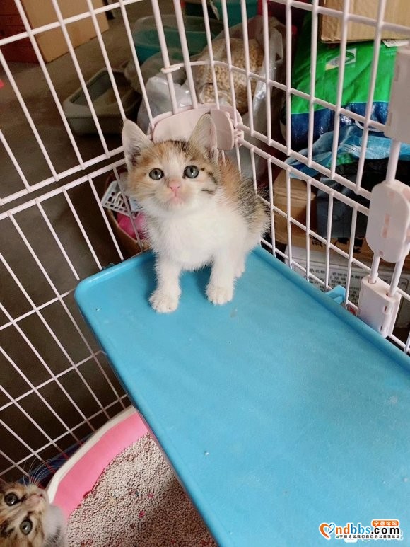 求收养一只橘猫或狸花三花 可小偿-1.jpg
