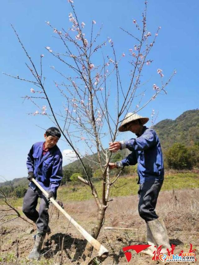 宁德八都镇打造霍童溪百里桃花源-1.jpg