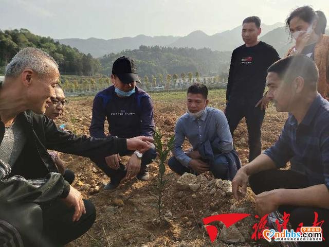 宁德八都镇打造霍童溪百里桃花源-2.jpg