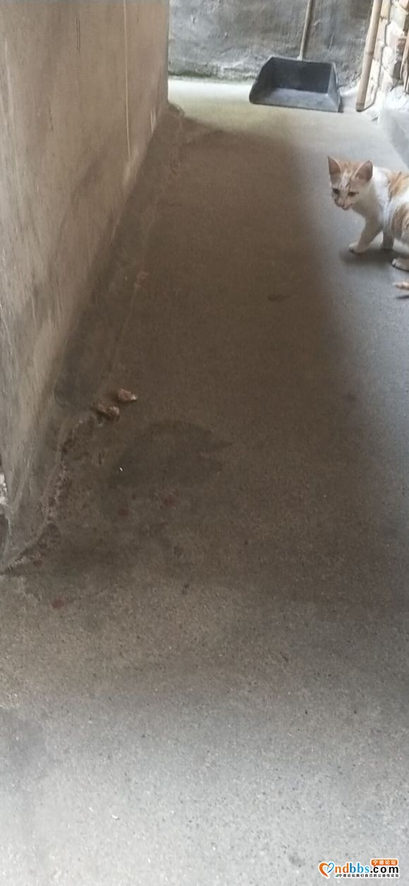 小橘猫有人要吗免费的-1.jpg