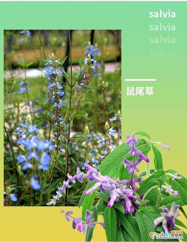 宁德市区这个公园繁花似锦！快来解锁宁德版春天~-18.jpg
