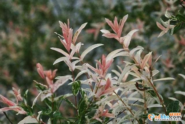 宁德市区这个公园繁花似锦！快来解锁宁德版春天~-27.jpg