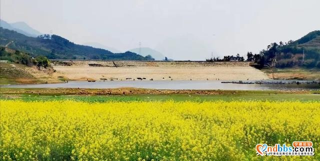 春天怎么少油菜花呢？来宁德福安廉村、霞浦大坪、蕉城琵琶洞赏花-6.jpg