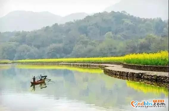 春天怎么少油菜花呢？来宁德福安廉村、霞浦大坪、蕉城琵琶洞赏花-3.jpg