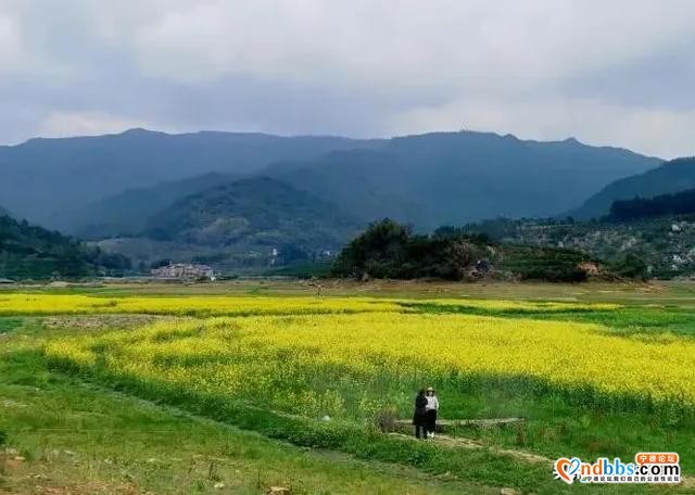 春天怎么少油菜花呢？来宁德福安廉村、霞浦大坪、蕉城琵琶洞赏花-5.jpg