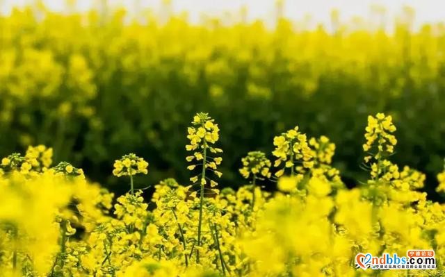 春天怎么少油菜花呢？来宁德福安廉村、霞浦大坪、蕉城琵琶洞赏花-1.jpg